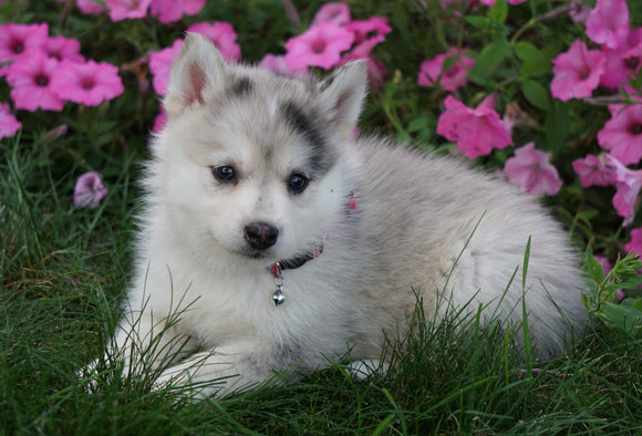 Pomsky For Sale Loudenville OH Female- Hailey