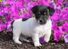 Jack Russell Terrier For Sale Holmesville, OH Male- Cody