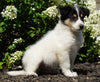 Lassie Collie For Sale Fredericksburg, OH Male- Denny