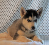 AKC Registered Siberian Husky For Sale Fredericksburg, OH Female- Darcy