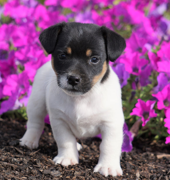 Jack Russell Terrier For Sale Holmesville, OH Male- Cody