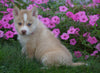 Pomsky For Sale Loudenville OH Male- Jack