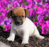 Jack Russell Terrier For Sale Holmesville, OH Male- Carson