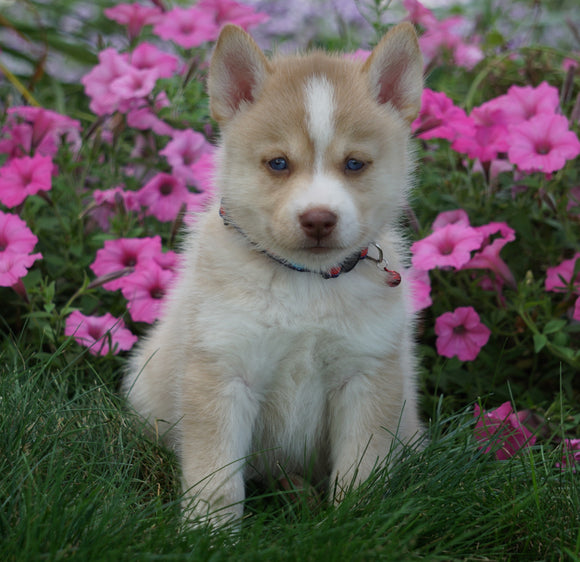 Pomsky For Sale Loudenville OH Male- Jack