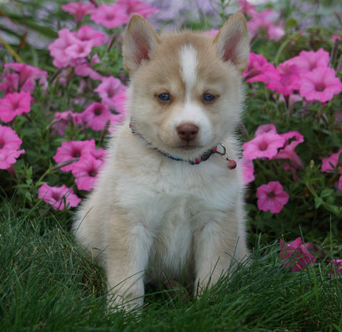 Pomsky For Sale Loudenville OH Male- Jack