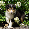Lassie Collie For Sale Fredericksburg, OH Male- Dan