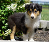 Lassie Collie For Sale Fredericksburg, OH Male- Dan