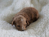 F1B Micro Mini Goldendoodle For Sale Fredericksburg, OH Female- Arianna