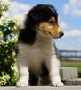 Lassie Collie For Sale Fredericksburg, OH Male- Duke