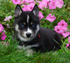 Pomsky For Sale loudenville, OH Male- Cody