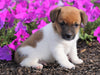 Jack Russell Terrier For Sale Holmesville, OH Male- Carson