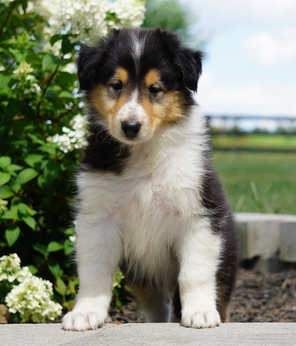 Lassie Collie For Sale Fredericksburg, OH Male- Duke