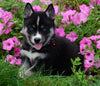 Pomsky For Sale loudenville, OH Male- Cody