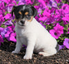 Jack Russell Terrier For Sale Holmesville, OH Female- Chloe