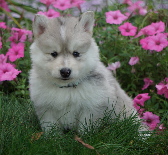 Pomsky For Sale Loudenville, OH Male- Ricky