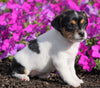Jack Russell Terrier For Sale Holmesville, OH Female- Chloe