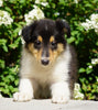 Lassie Collie For Sale Fredericksburg, OH Male- Denver