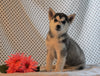 AKC Registered Siberian Husky For Sale Fredericksburg, OH Female- Daisy