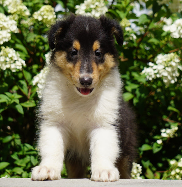 Lassie Collie For Sale Fredericksburg, OH Male- Denver