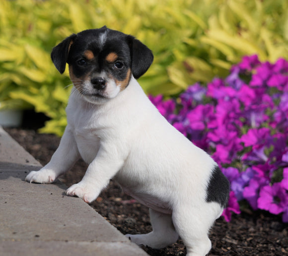 Jack Russell Terrier For Sale Holmesville, OH Female- Chloe