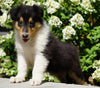 Lassie Collie For Sale Fredericksburg, OH Male- Denver