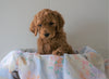 AKC Registered Standard Poodle For Sale Loudenville, OH Male- Buddy