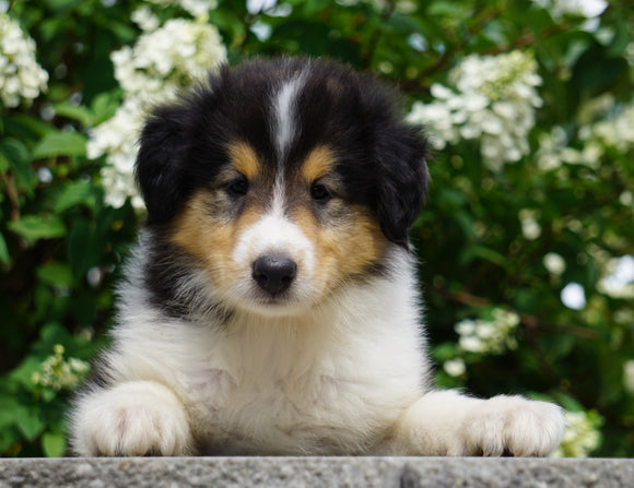 Lassie Collie For Sale Fredericksburg, OH Male- Dale