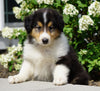 Lassie Collie For Sale Fredericksburg, OH Male- Dale