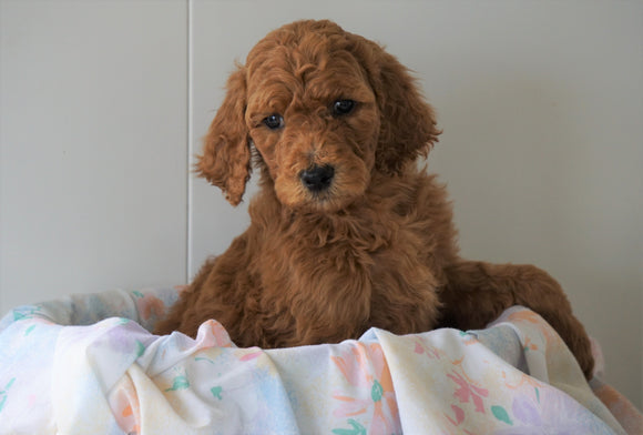 AKC Registered Standard Poodle For Sale Loudenville, OH Male- Buddy