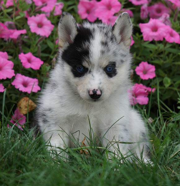 Pomsky For Sale Loudenville, OH Male- Blaine