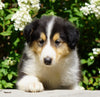 Lassie Collie For Sale Fredericksburg, OH Male- Dakota