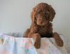 AKC Registered Standard Poodle For Sale Loudenville, OH Male- Charlie