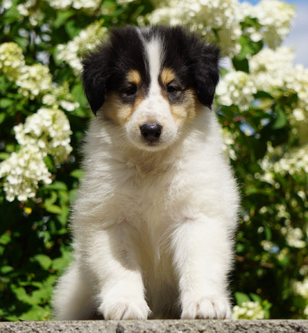 Lassie Collie For Sale Fredericksburg, OH Male- Dewey