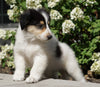 Lassie Collie For Sale Fredericksburg, OH Male- Dewey
