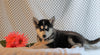 AKC Registered Siberian Husky For Sale Fredericksburg, OH Male- Danish