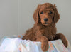 AKC Registered Standard Poodle For Sale Loudenville, OH Male- Kobe