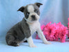 AKC Registered Boston Terrier For Sale Warsaw, OH Female- Chloe