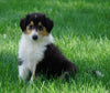 AKC Registered Lassie Collie For Sale Fredericksburg, OH Male- Oba