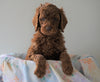 AKC Registered Standard Poodle For Sale Loudenville, OH Male- Jack