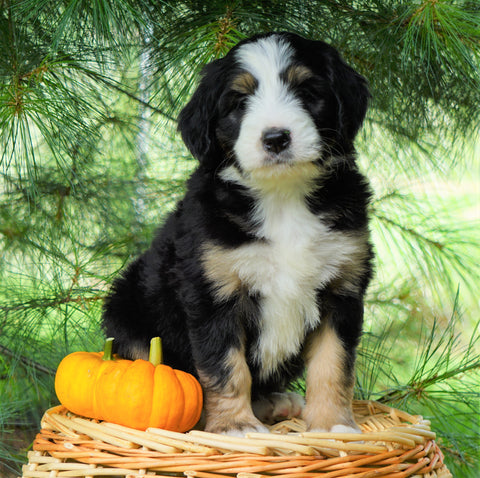 Standard Bernedoodle For Sale Baltic, OH Female- Miranda