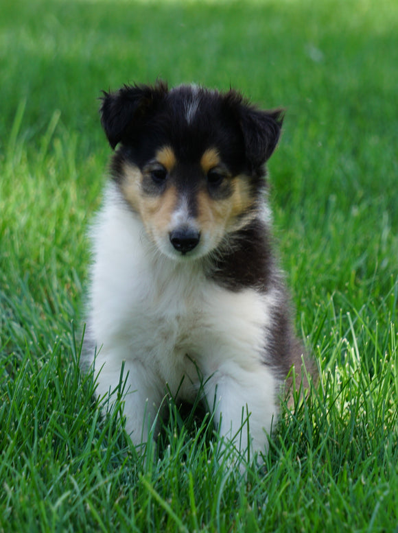 AKC Registered Lassie Collie For Sale Fredericksburg, OH Female- Olivia