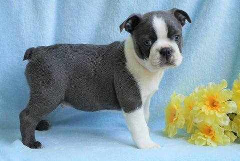 AKC Registered Boston Terrier For Sale Warsaw, OH Male- Charley