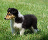 AKC Registered Lassie Collie For Sale Fredericksburg, OH Female- Olivia