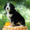 Standard Bernedoodle For Sale Baltic, OH Female- Miranda