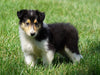 AKC Registered Lassie Collie For Sale Fredericksburg, OH Female- Olivia