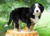 Standard Bernedoodle For Sale Baltic, OH Female- Miranda