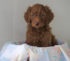 AKC Registered Standard Poodle For Sale Loudenville, OH Male- Max
