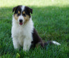AKC Registered Lassie Collie For Sale Fredericksburg, OH Female- Oriole