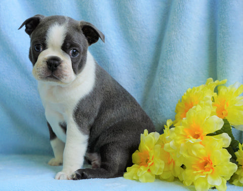 AKC Registered Boston Terrier For Sale Warsaw, OH Male- Corbin
