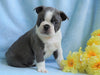 AKC Registered Boston Terrier For Sale Warsaw, OH Male- Corbin